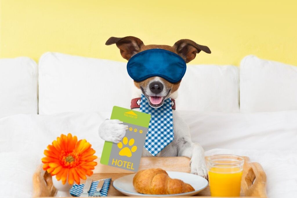 A happy dog sitting in a hotel room with pet bed and bowls