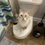 Zoloft the cat sits on a closed toilet looking at the camera, a humorous depiction of a cat's perspective on bathroom habits.