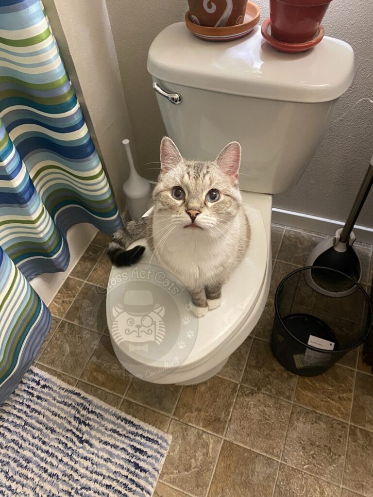 Zoloft the cat sits on a closed toilet looking at the camera, a humorous depiction of a cat's perspective on bathroom habits.