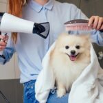 Woman carefully drying a fluffy white Pomeranian dog after a bath. Alt text: Gentle dog drying at Pet Supplies Plus self-service wash, woman using a dryer on a Pomeranian.