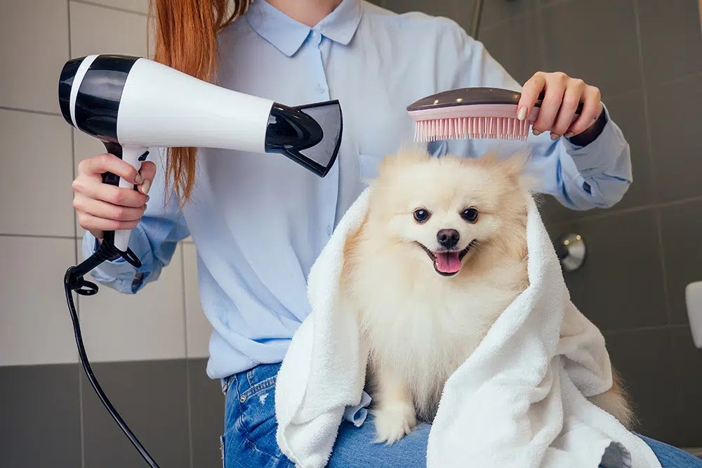 Woman carefully drying a fluffy white Pomeranian dog after a bath. Alt text: Gentle dog drying at Pet Supplies Plus self-service wash, woman using a dryer on a Pomeranian.