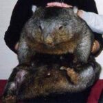 Bare-nosed wombat with a person