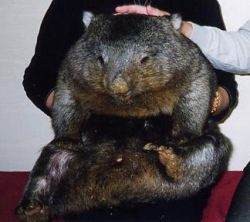 Bare-nosed wombat with a person