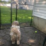 Yaheetech heavy-duty metal dog playpen panels used as an outdoor pet enclosure in a backyard patio setting.