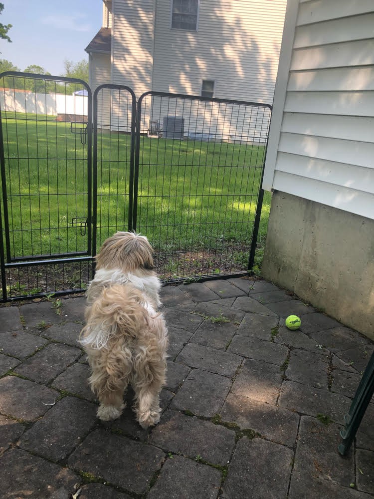 Yaheetech heavy-duty metal dog playpen panels used as an outdoor pet enclosure in a backyard patio setting.