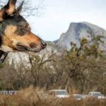 dog enjoying yosemite national park