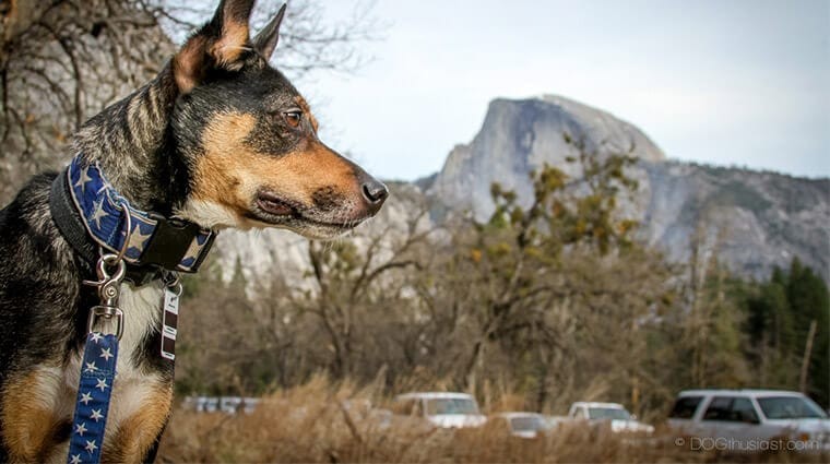 dog enjoying yosemite national park