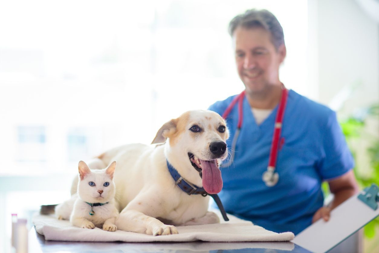 Dog insurance photo