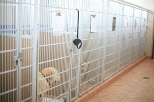 Cat relaxing in a comfortable boarding kennel