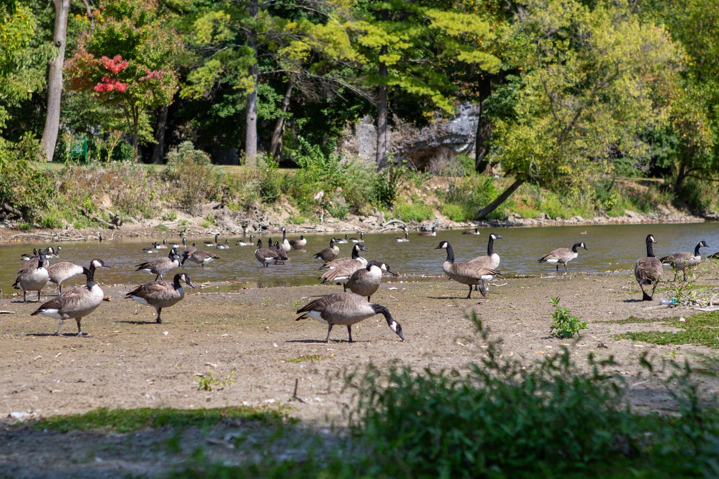 Geese at Snyder Park, dispelling rumors about their absence due to fear