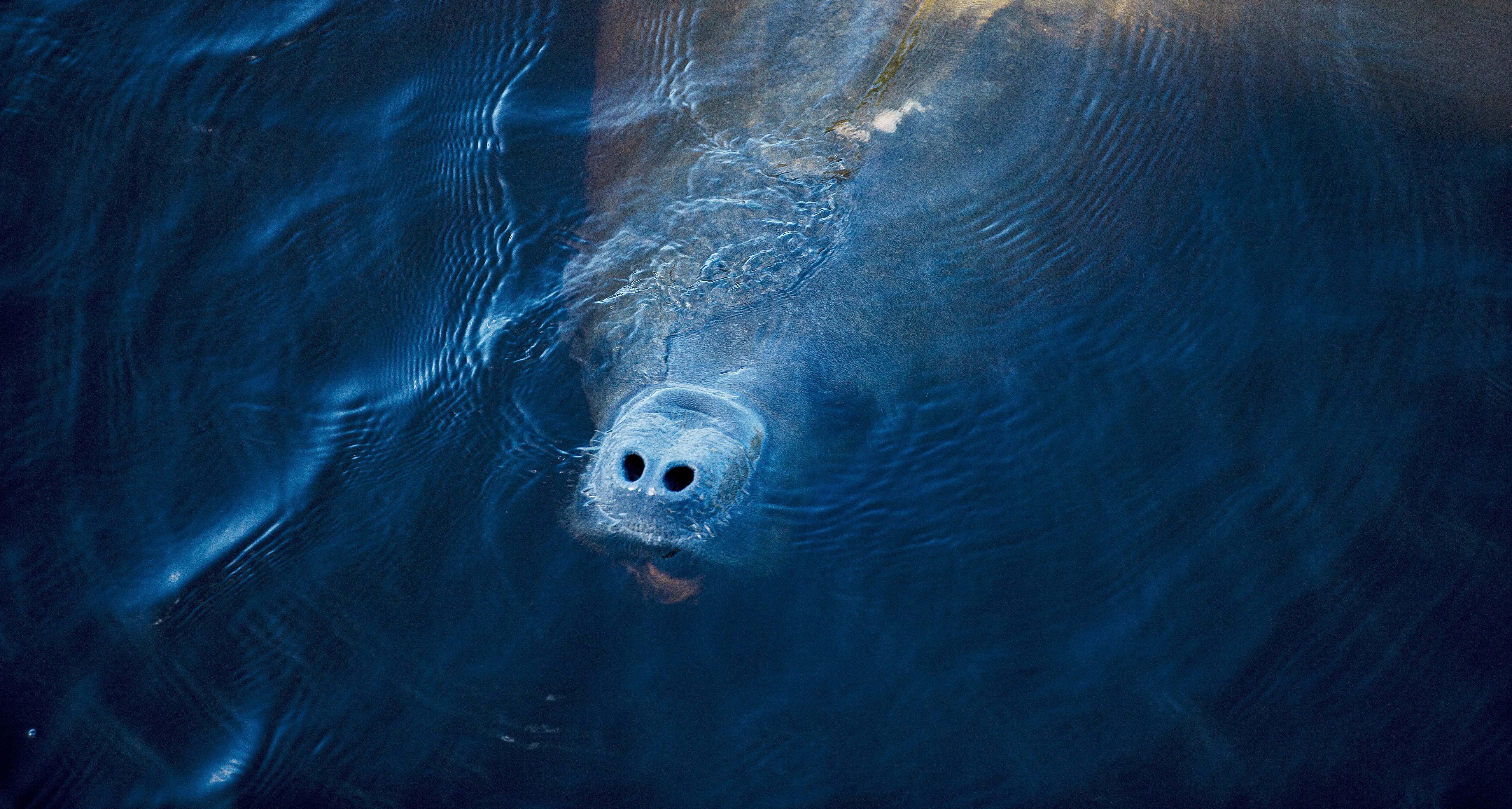Manatees swim near Fort Myers Beach
