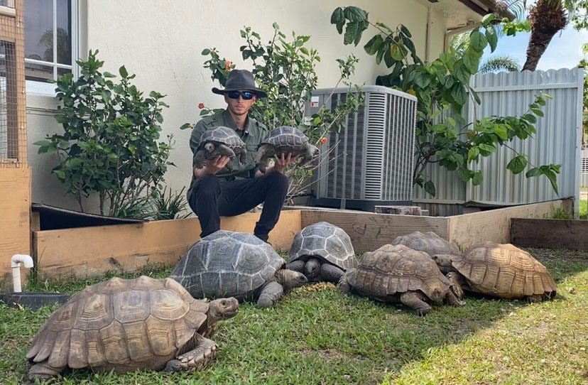 A spacious outdoor enclosure designed for giant tortoises, featuring ample grazing area, shade, and secure fencing.