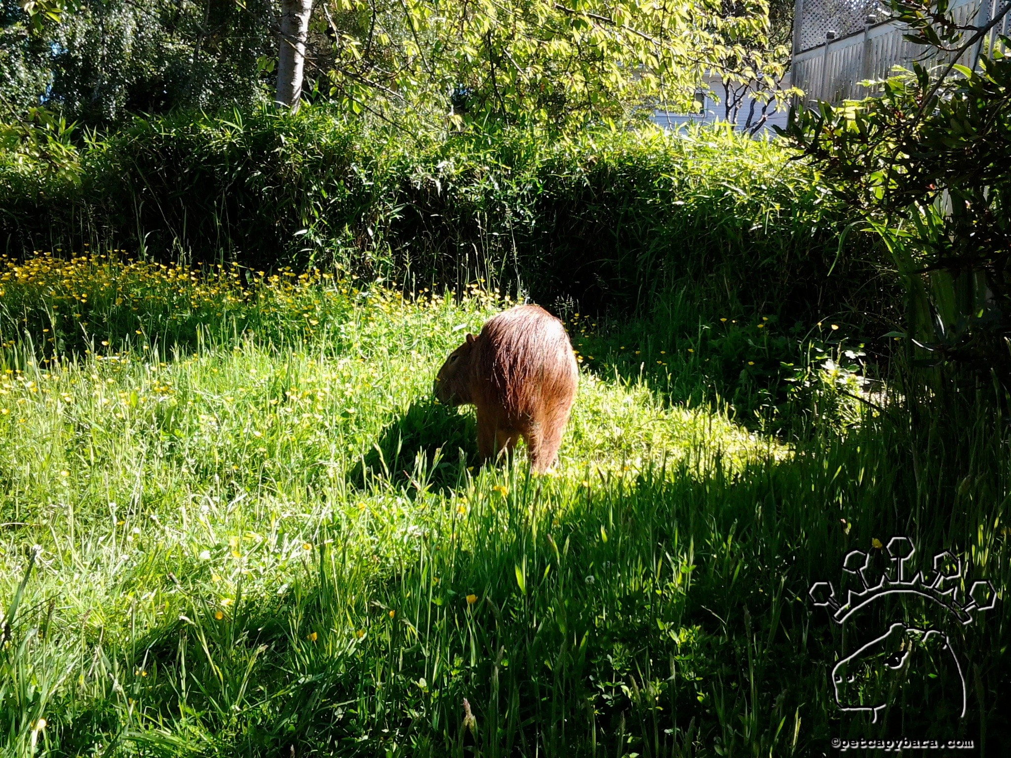 Capybara enjoying a grassy lawn