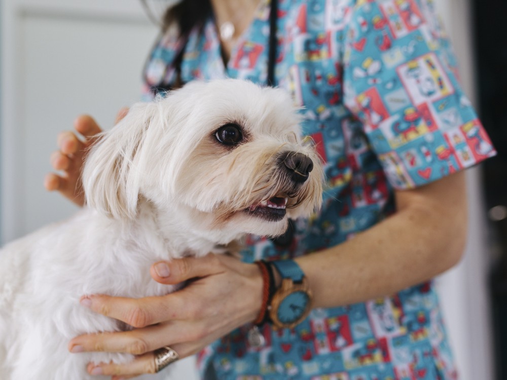 Dog at the vet getting a check-up with a vet