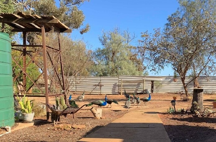 Peacocks walking around in a dry yard with a fence in the background, illustrating their need for ample space