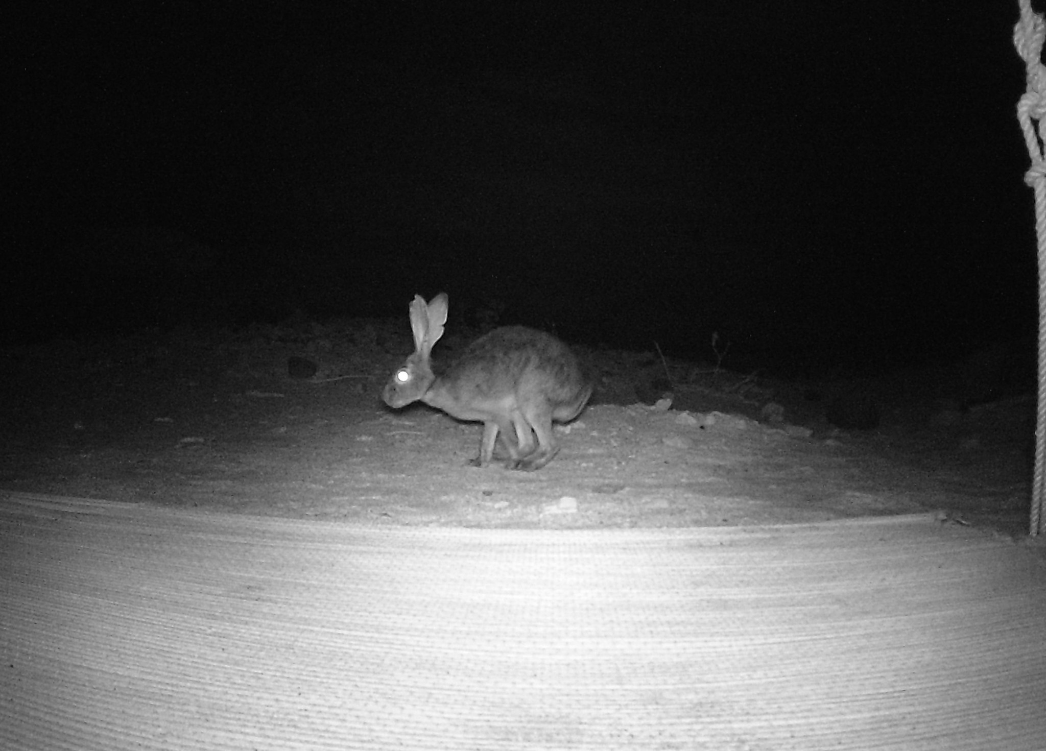 Black Jackrabbit (Lepus insularis), in southeastern Baja