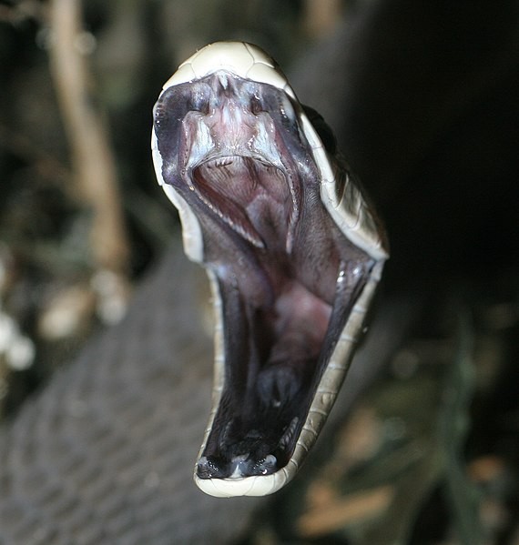 Black Mamba in Captivity
