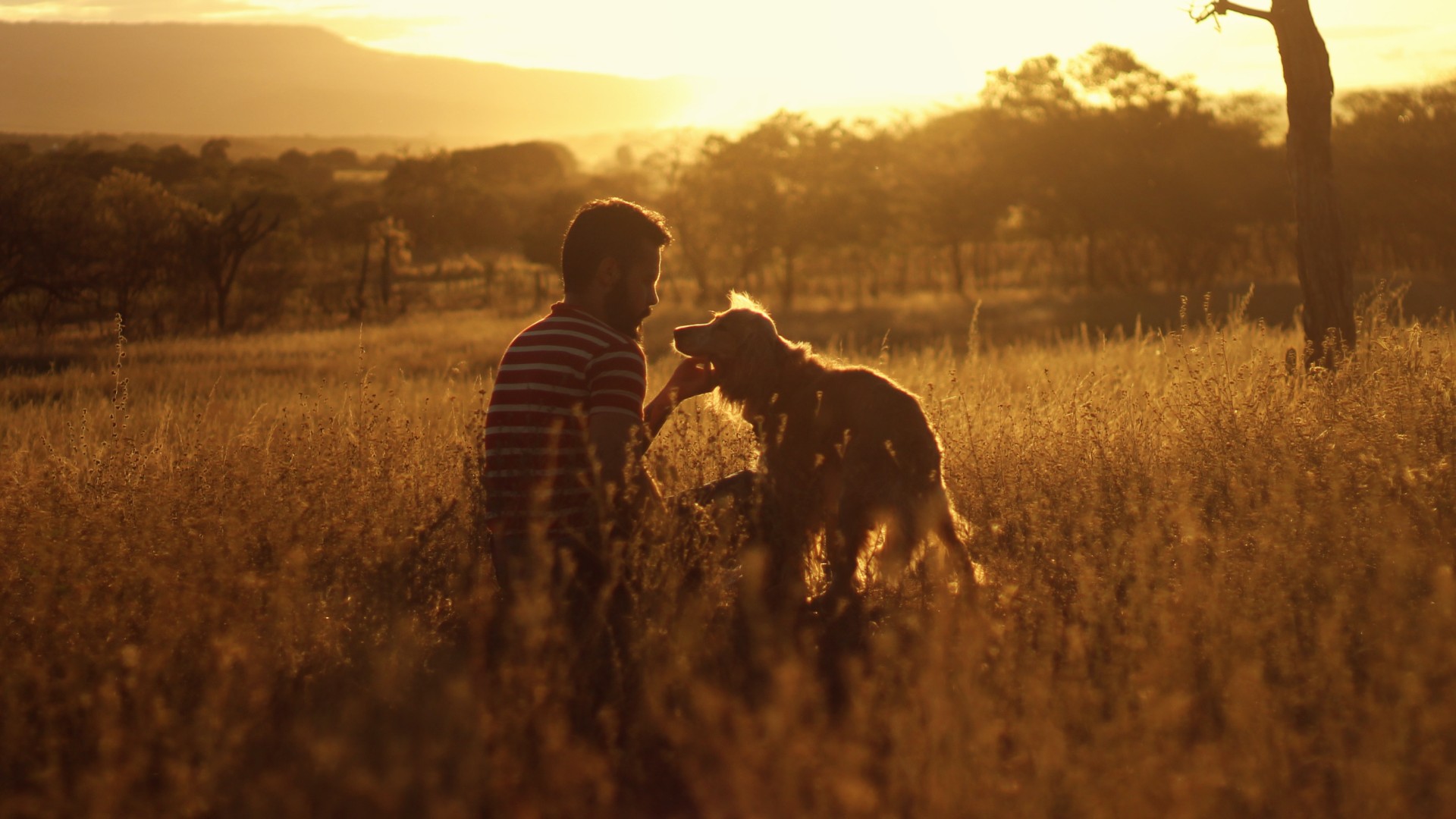 Man walking with two ESA dogs in a park, showcasing the companionship and active lifestyle that multiple ESAs can promote