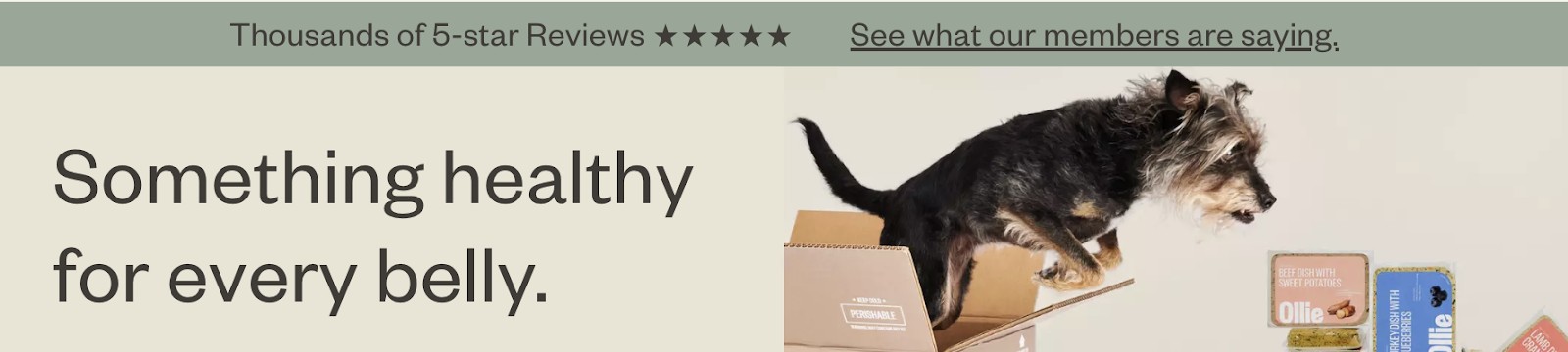 Ollie dog food delivery