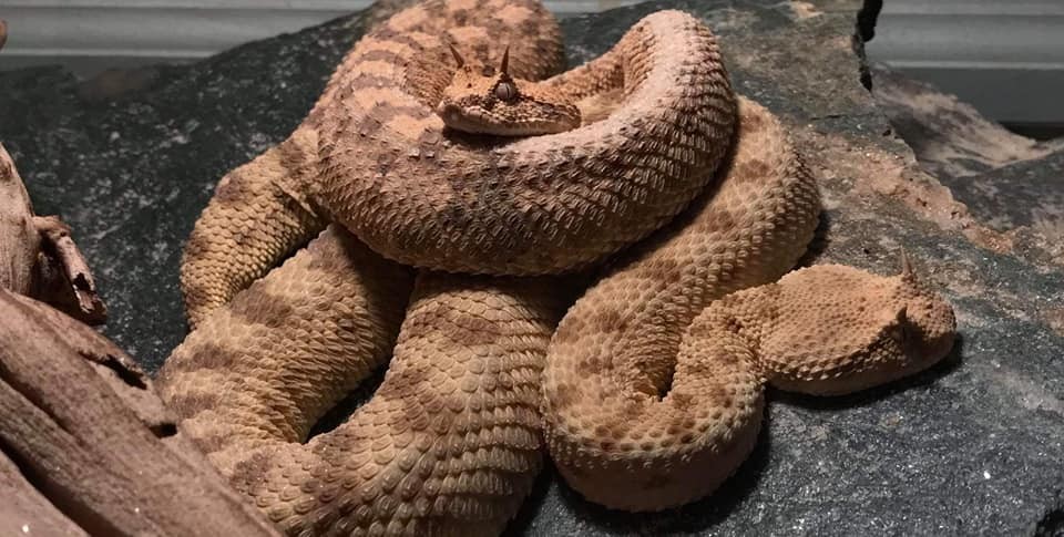 Venomous snake handling tools