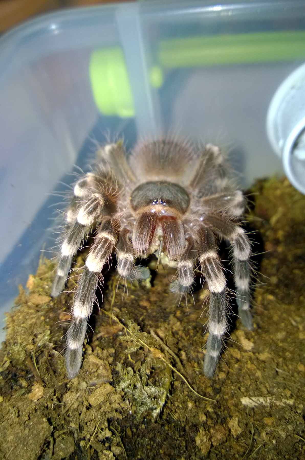 Small spiderlings require small insects