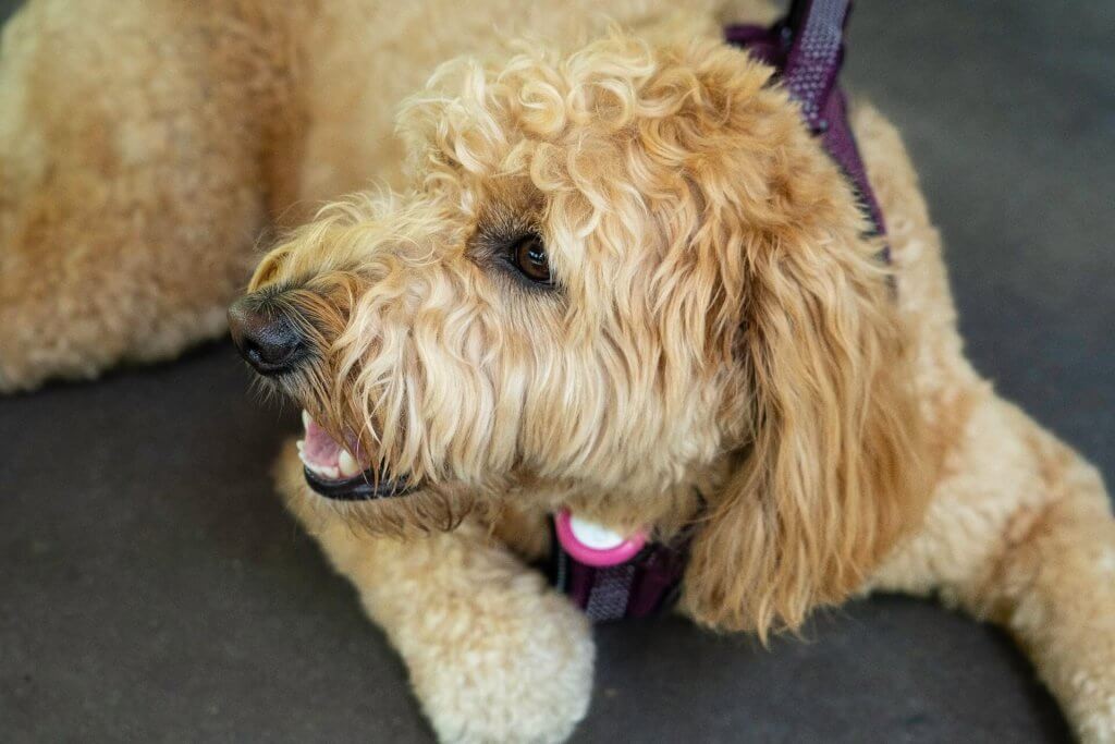 Dog wearing apple airtag on collar