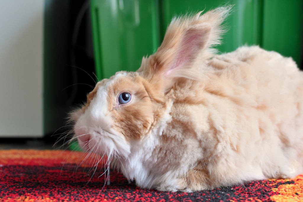 Angora Rabbit