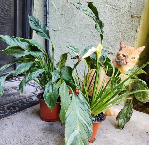 Peace Lilies Toxic to Cats