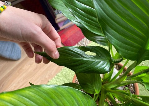 Peace Lilies Toxic to Humans