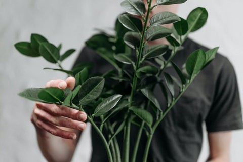 Symptoms of ZZ plant poisoning in cats