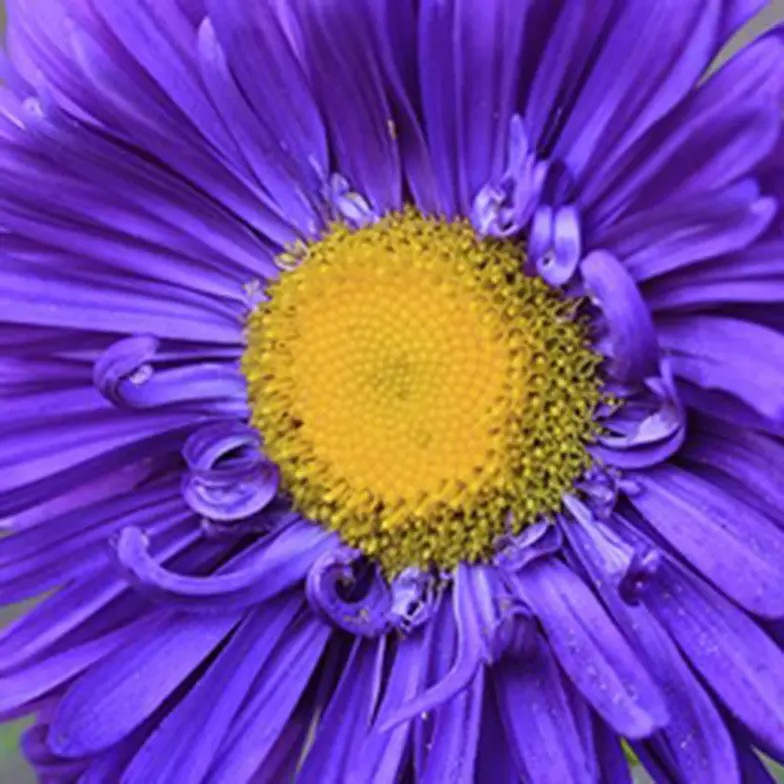 purple aster