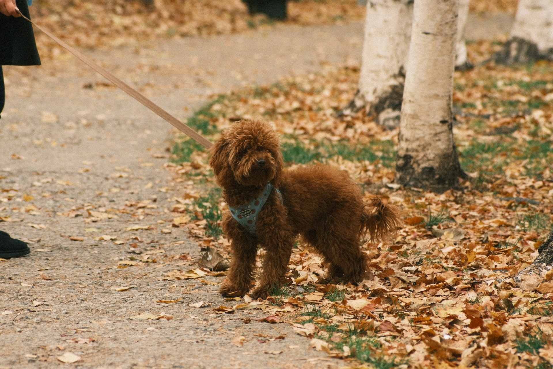 Chocolate mini Labradoodle on a leash