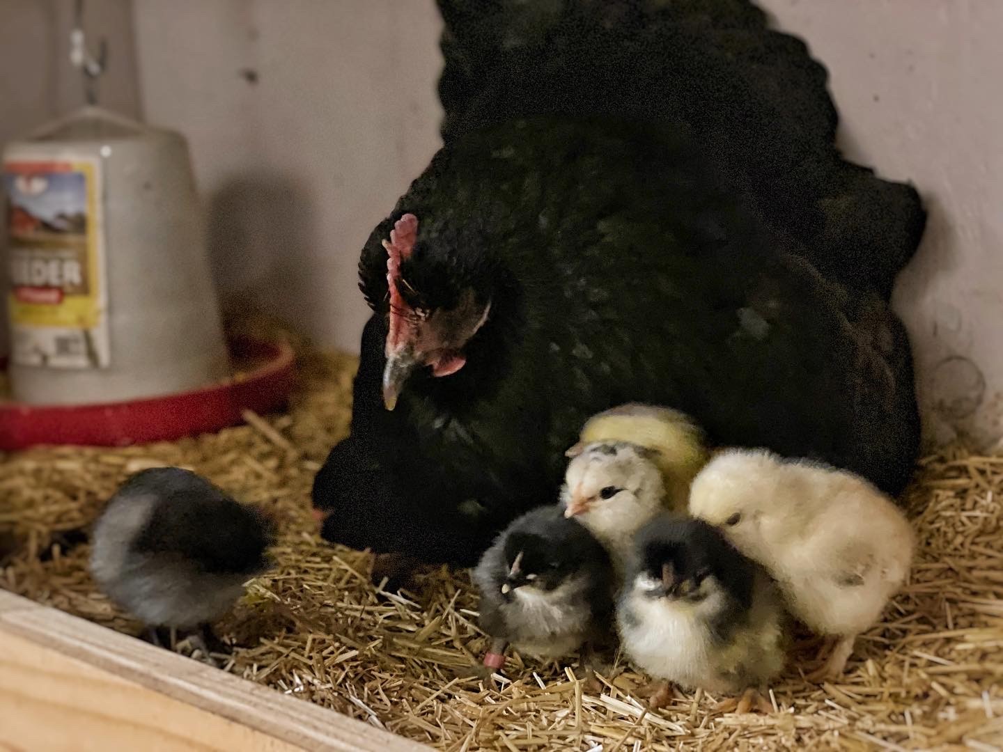 A mother hen attentively watches over her chicks in a cozy brooder, emphasizing maternal care and the sounds of new life.