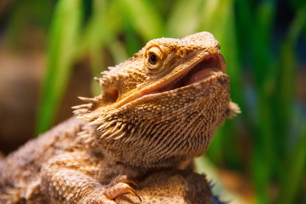 Bearded Dragon