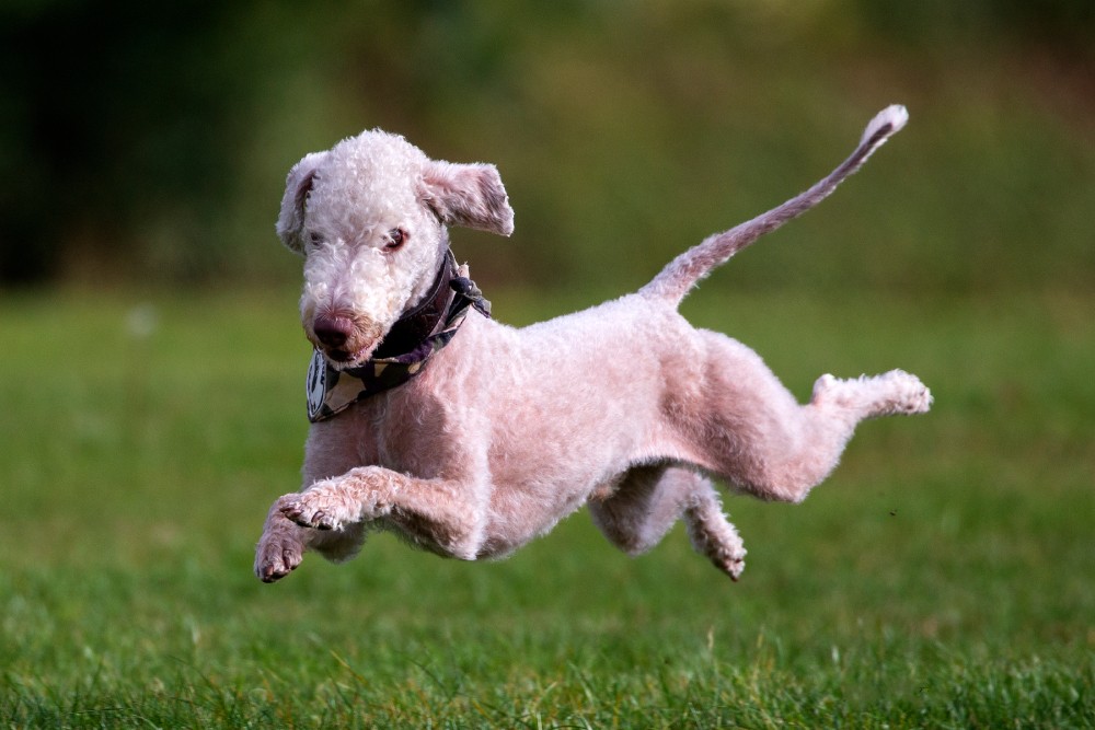 A Bedlington Terrier joyfully running across a grassy field, capturing the breed's energetic and playful spirit in an outdoor setting.