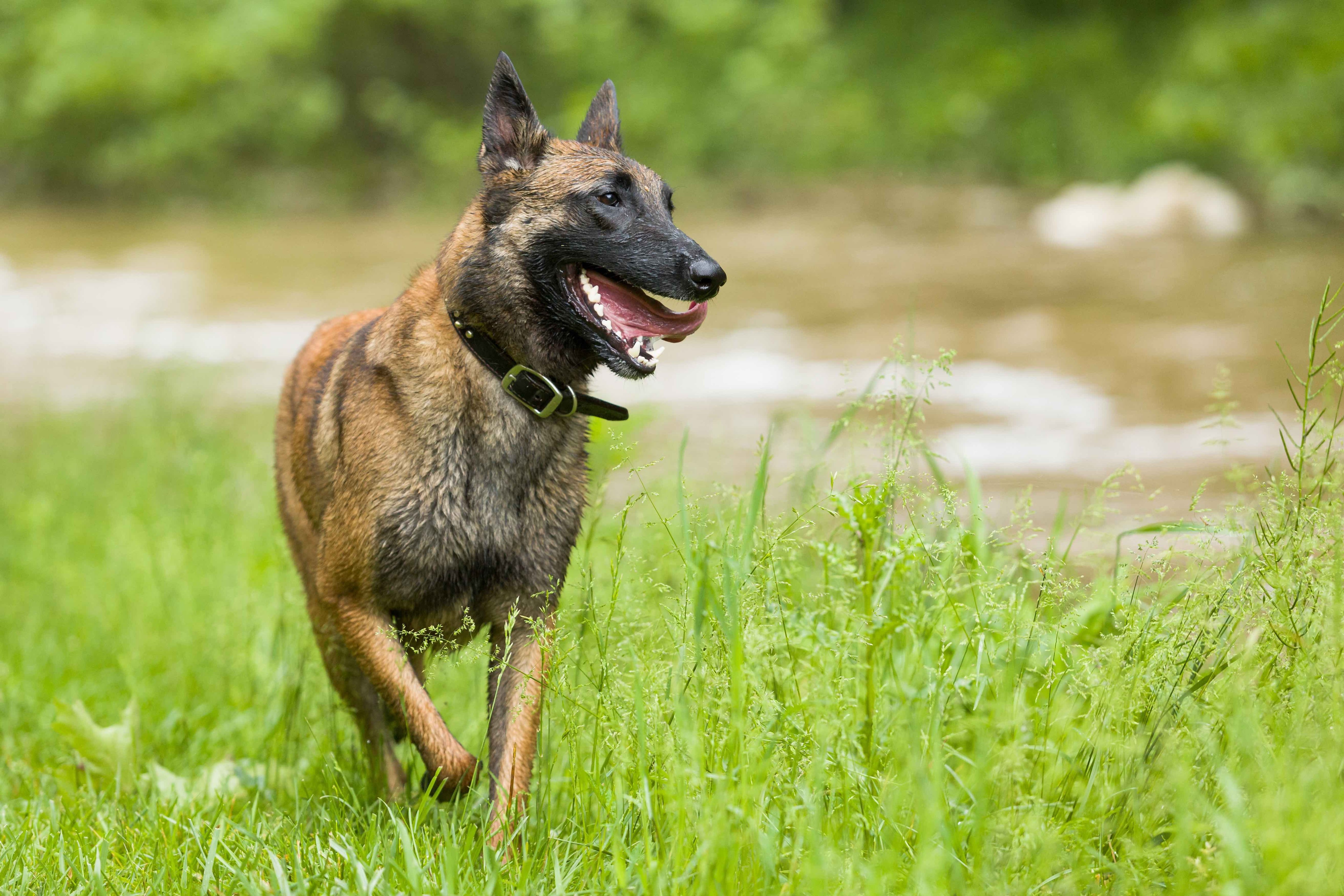 Belgian Malinois Trotting Through Tall Grass with His Tongue Hanging Out