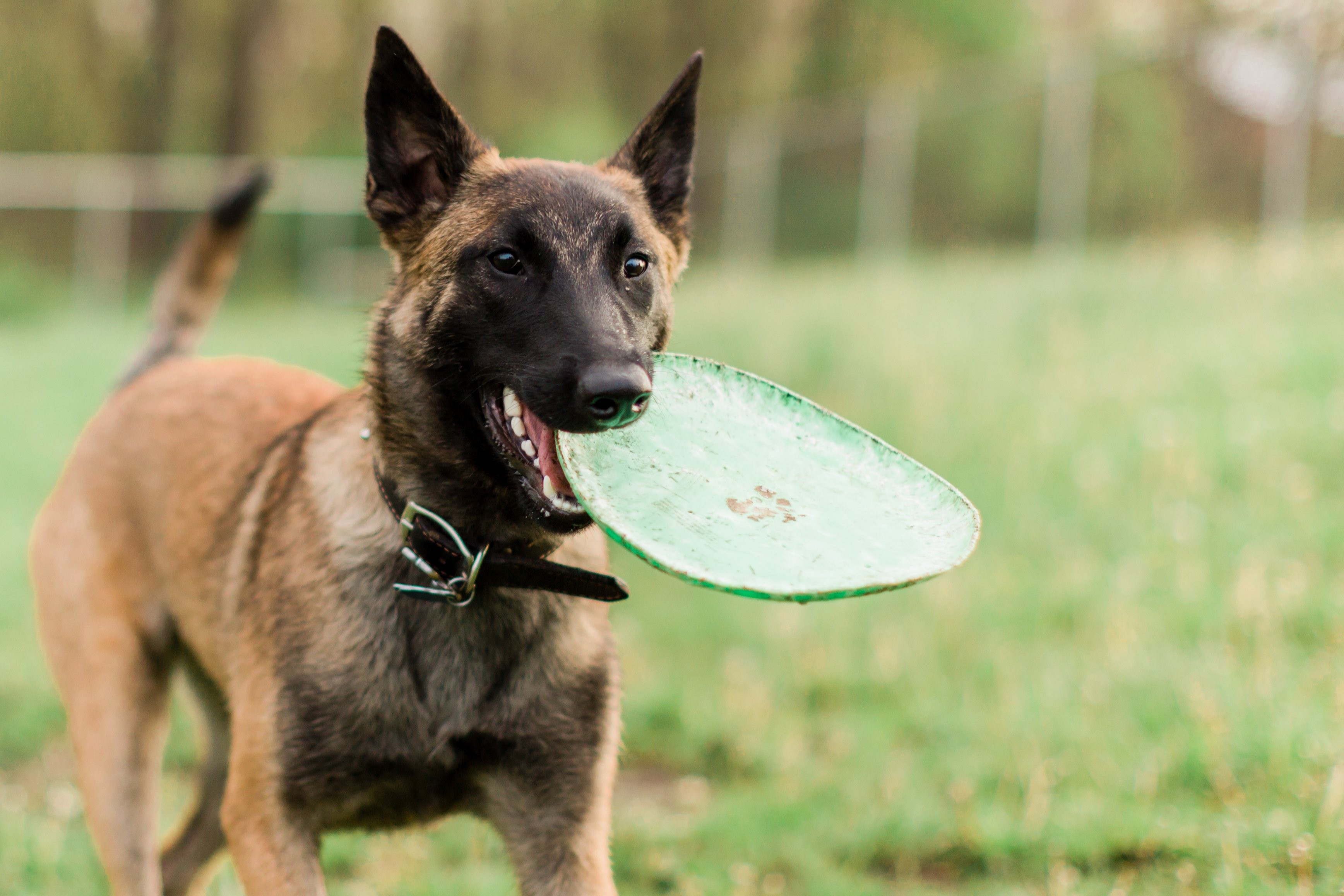 Belgian Malinois performing agility exercises
