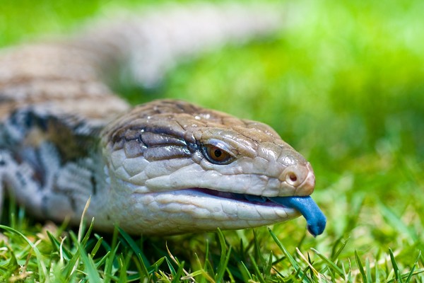 Blue-tongue Skink