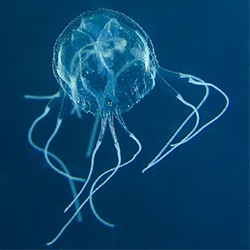 Mangrove Box Jellyfish