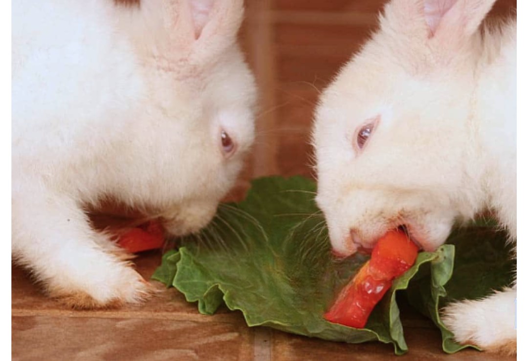 Rabbit with Tomatoes