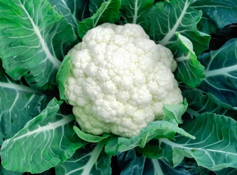 Rabbit eating cauliflower leaves