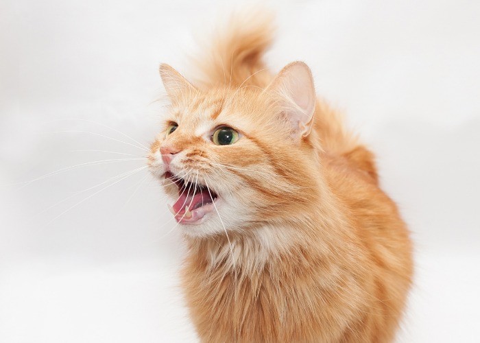 Charming image of a domestic cat yawning
