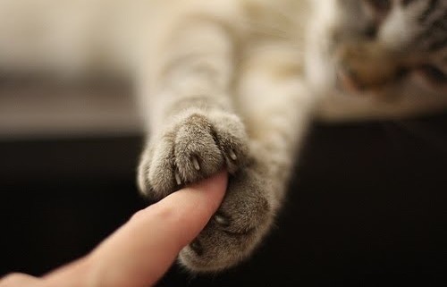 Cat Holding Finger