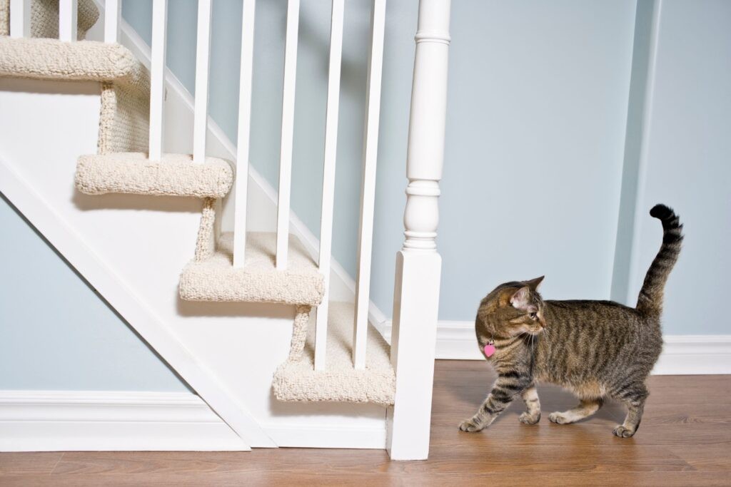 Cat going up the stairs