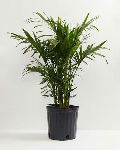 Popular Non-Toxic Houseplants for Pets