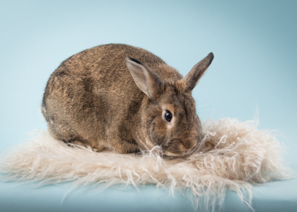 Chinchilla Rabbit