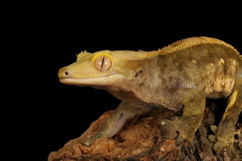 Healthy Leopard Gecko