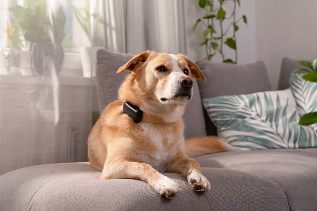 dog sitting on a couch wearing a GPS dog tracker