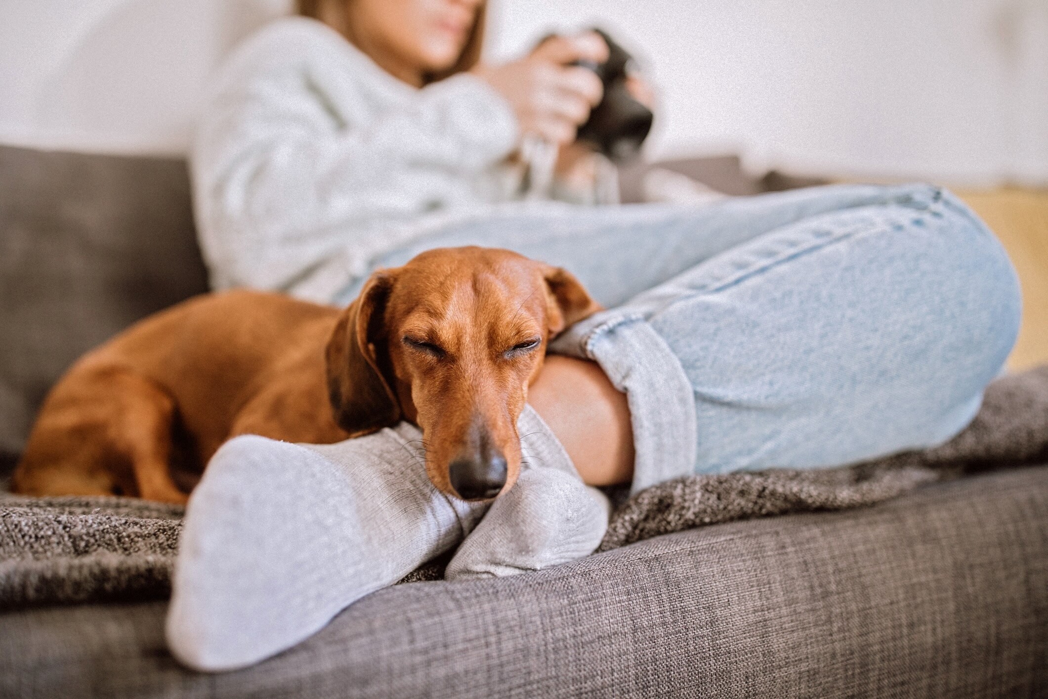Dachshund rescue
