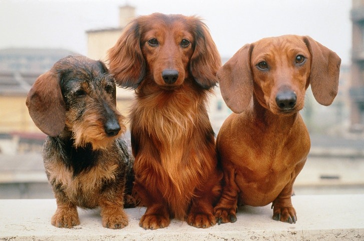 Dachshund dental care